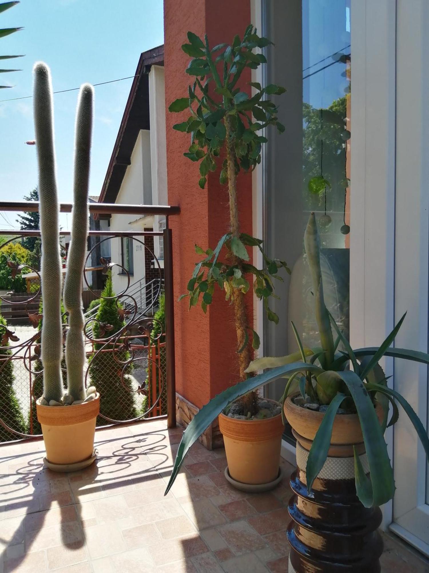 Penzión Vilka Podhájčanka Podhájska Exteriör bild
